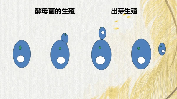 人教版（2024）七年级上册2.3.3真菌(共27张PPT)+视频素材