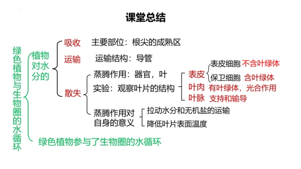 3.3 绿色植物与生物圈的水循环（课件）七年级生物上学期（人教版）(共25张PPT)