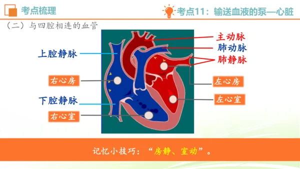 人教七下 生物圈中的人 生物期中复习考点梳理+真题体验（考点全覆盖）(共88张PPT)