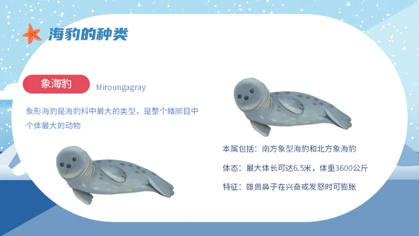 世界海豹日小海豹通用PPT模板