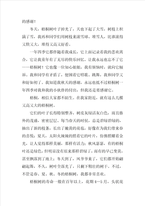 介绍梧桐树的作文400字