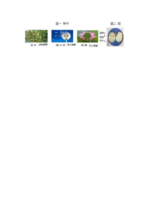 教科版科学四年级下册第一单元《植物的生长变化》测试卷（基础题）.docx