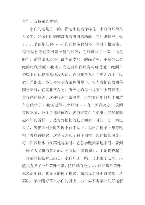 我家的小兔子作文.docx