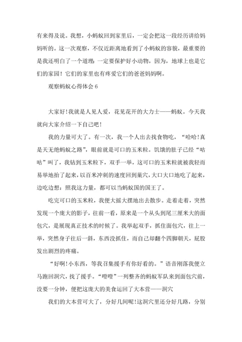 观察蚂蚁心得体会.docx