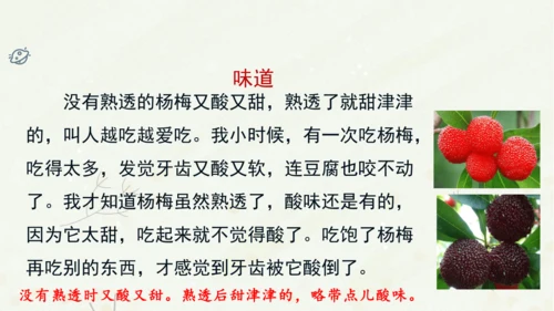 统编版三上第五单元 习作例文：我爱故乡的杨梅   课件