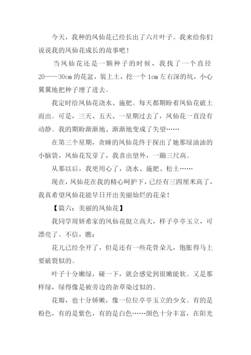 美丽的凤仙花作文200字.docx