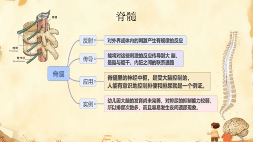 初中生物学人教版（新课程标准）七年级下册4.6.2 神经系统的组成课件(共18张PPT)