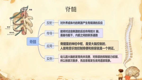 初中生物学人教版（新课程标准）七年级下册4.6.2 神经系统的组成课件(共18张PPT)