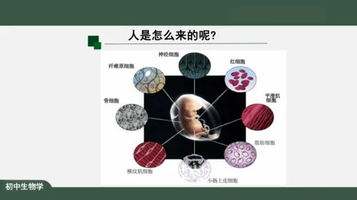 2.2.2 动物体的结构层次 课件（共24张PPT）