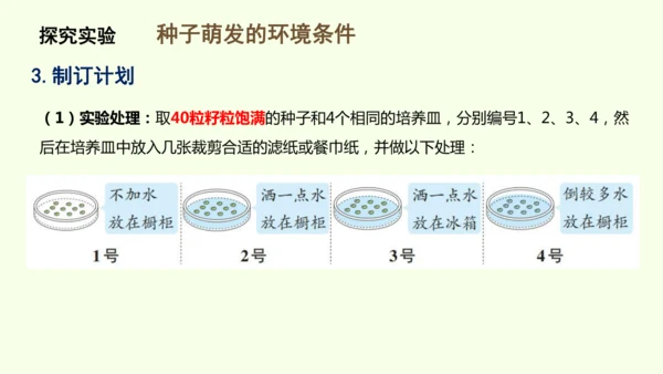 3.1.1 种子的萌发-七年级生物下学期同步精品课件（2024人教版）(共25张PPT)