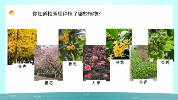 【跨学科主题学习】《美化校园》（课件20张）-人教版（2024）七年级地理上册