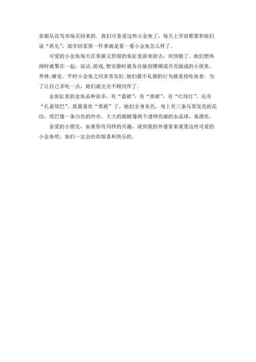 有关小金鱼二年级作文锦集八篇.docx