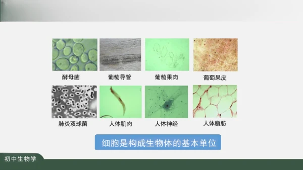 2.1.3 动物细胞 课件（共32张PPT）