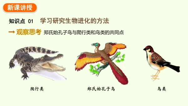 7.3.2生物进化的历程-八年级生物人教版下学期同步精品课件(共34张PPT)