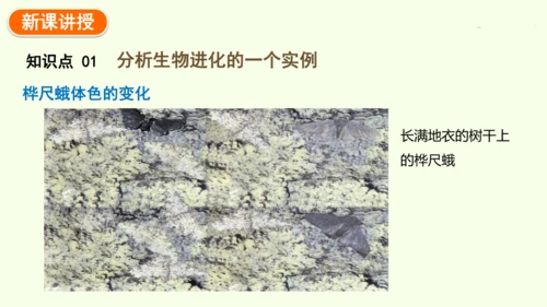 7.3.3生物进化的原因-八年级生物人教版下学期同步精品课件(共44张PPT)
