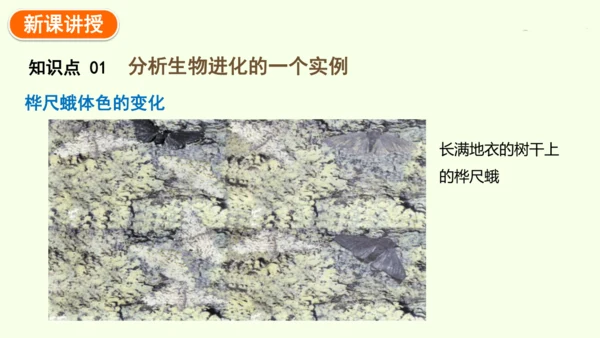 7.3.3生物进化的原因-八年级生物人教版下学期同步精品课件(共44张PPT)