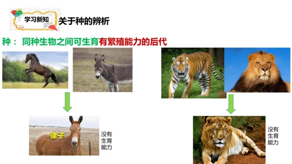 人教版生物七年级上册2.4.2《生物分类的方法——从种到界》课件(共26张PPT)