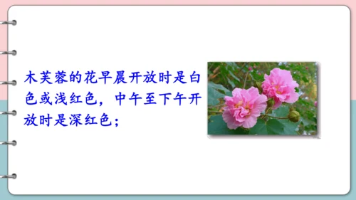 第16课《金色的草地》（第二课时）课件