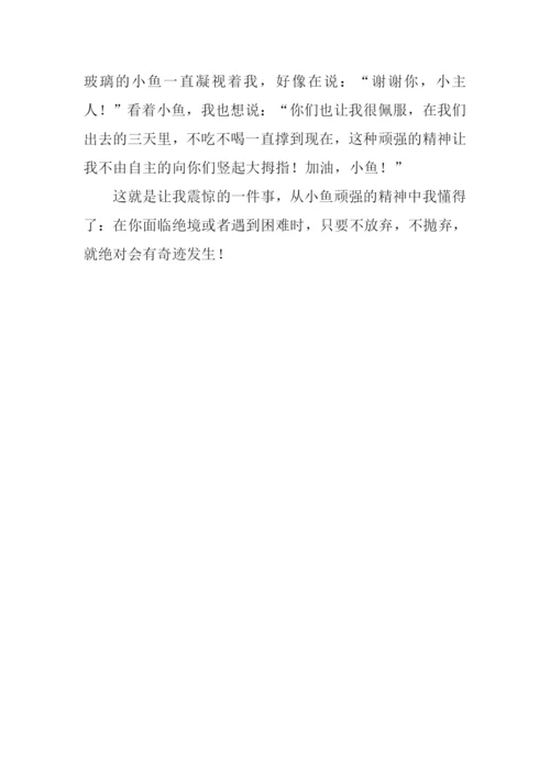 养金鱼的启示作文.docx