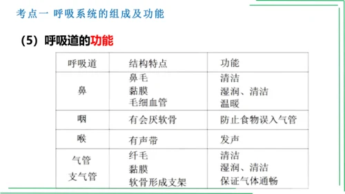 七年级下册 第三章 人体的呼吸【2023春人教七下生物期中期末复习课件】(共28张PPT)