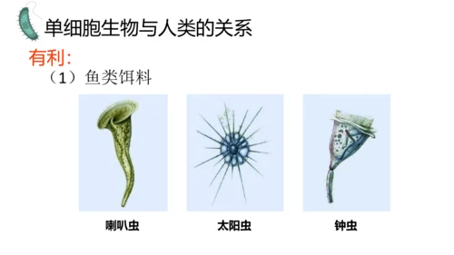 人教版生物七年级上册1.3.4 单细胞生物 教学课件（共22张ppt）+视频素材