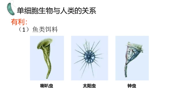 人教版生物七年级上册1.3.4 单细胞生物 教学课件（共22张ppt）+视频素材