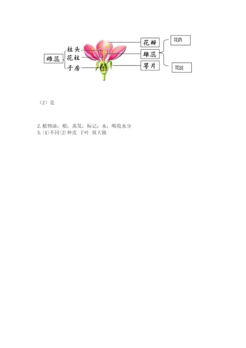 科学四年级下册第一单元植物的生长变化测试卷及完整答案（名师系列）.docx