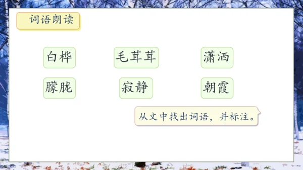 【核心素养】部编版语文四年级下册-11.白桦 第1课时（课件）