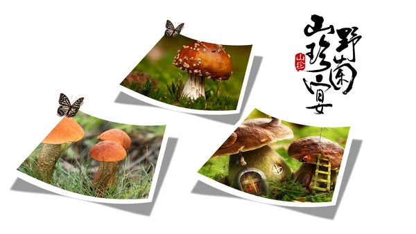 蘑菇菌类养生文化宣传动态PPT模板
