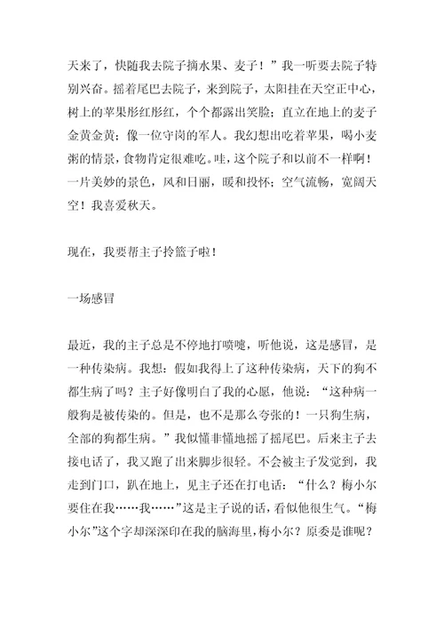 2022年边境牧羊犬作文