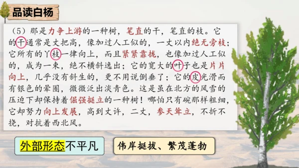 15 白杨礼赞 课件