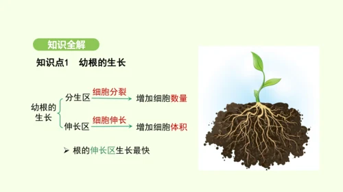 第三单元-第一章-第二节-植株的生长课件-2024-2025学年七年级生物下学期人教版(2024)(