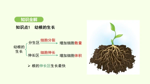 第三单元-第一章-第二节-植株的生长课件-2024-2025学年七年级生物下学期人教版(2024)(