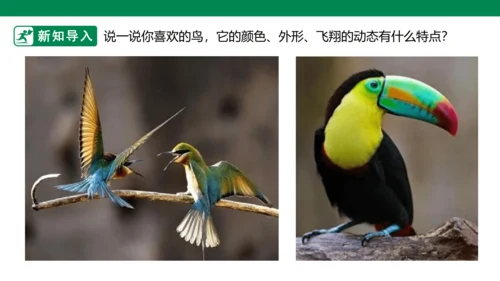 第十九课《我喜欢的鸟》课件