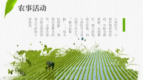 小满——禾苗青苗稻谷嫩芽通用PPT模板