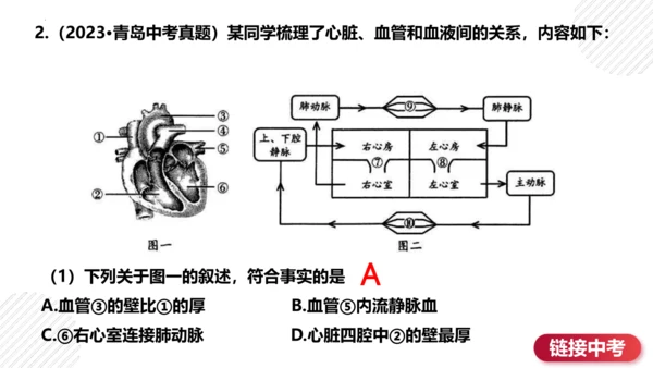 七年级下册4.4人体内物质的运输（复习课件）(共27张PPT)