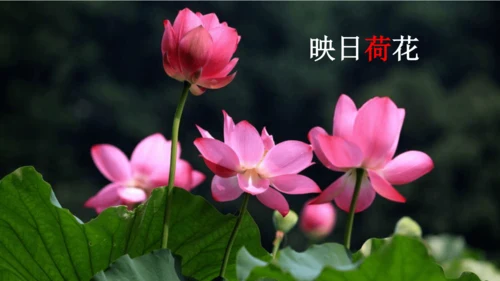 15 《古诗二首》（第一课时）——《晓出净慈寺送林子方》  课件