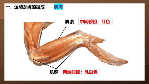 人教版生物八年级上册5.2.1《动物的运动》课件(共27张PPT)+视频素材