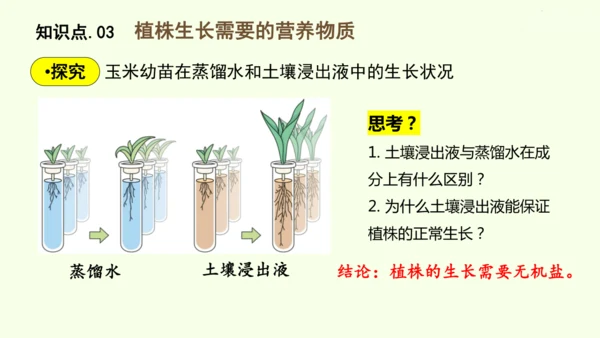 3.1.2植株的生长-七年级生物下学期同步精品课件（2024人教版）(共26张PPT)