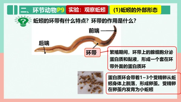 5.1.2线形动物和环节动物课件-人教版生物八年级上册(共47张PPT)