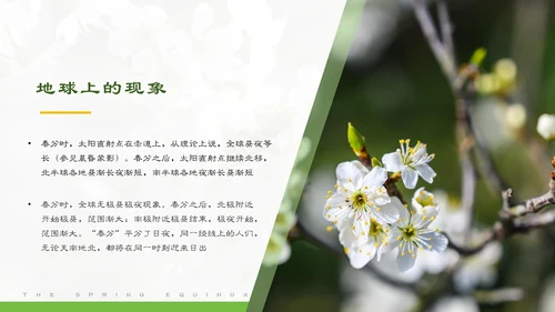 春分春天的白花通用PPT模板