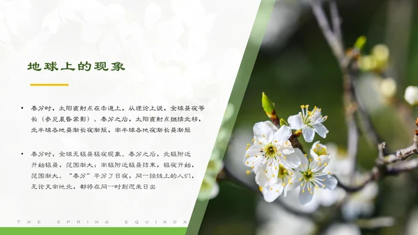 春分春天的白花通用PPT模板