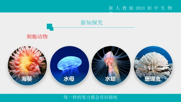 人教版生物七年级上册2.2.1《无脊椎动物》教学课件(共40张PPT)+视频素材