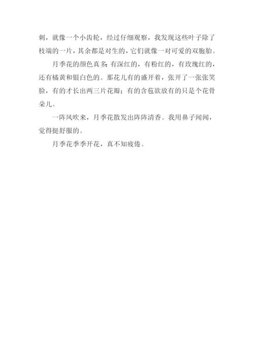 描写一朵花的作文.docx