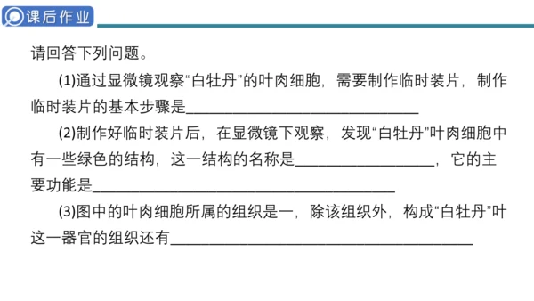 人教版生物七年级上册第一单元《生物与细胞》单元复习课件(共53张PPT)
