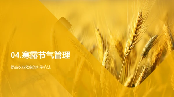 寒露农事与科学应对