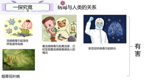 人教版生物七年级上册2.3.4《病毒》（课件）(共19张PPT)+视频素材