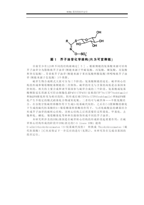 毕业论文—SUR1基因的组织定位.docx