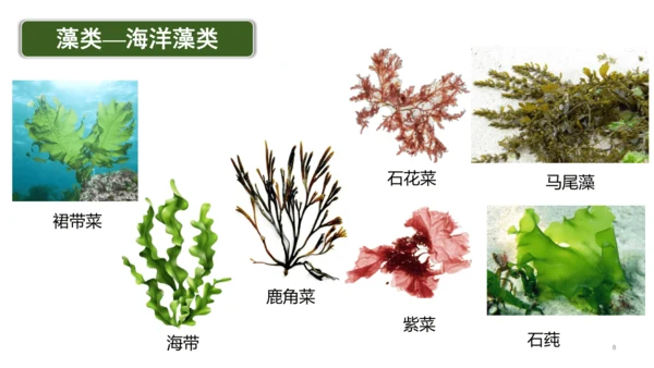 2.1.1藻类、苔藓植物和蕨类植物-七年级生物上学期同步优质课件（人教版2024）(共26张PPT)