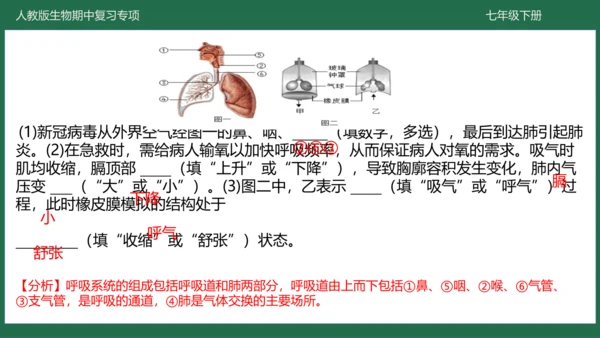 第三章 人体的呼吸（-七年级生物下学期期中考点大串讲（人教版）(共25张PPT)